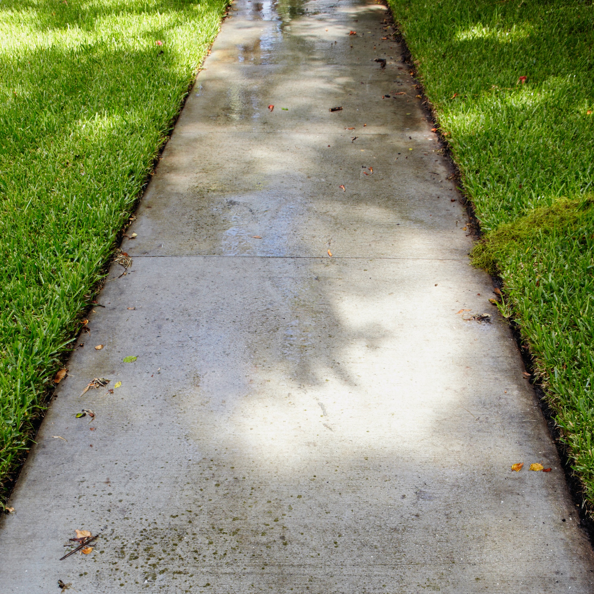 Wet Sidewalk Through Grass